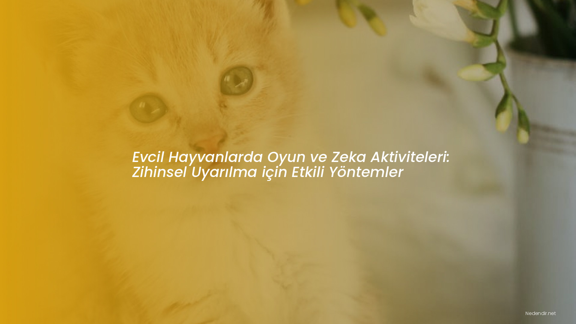 Evcil Hayvanlarda Oyun ve Zeka Aktiviteleri: Zihinsel Uyarılma için Etkili Yöntemler Evcil Hayvanlarda Oyun ve Zeka Aktiviteleri: Zihinsel Uyarılma için Etkili Yöntemler