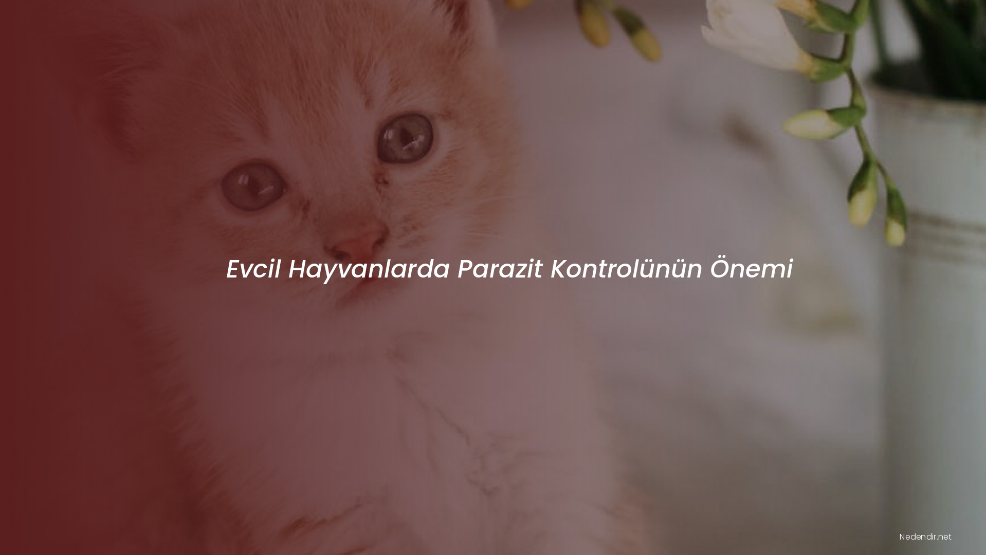 Evcil Hayvanlarda Parazit Kontrolünün Önemi