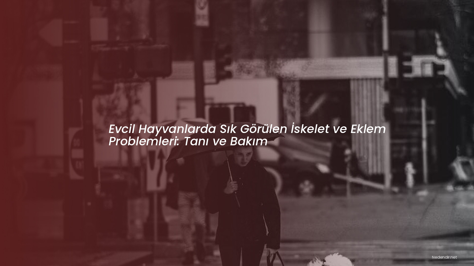 Evcil Hayvanlarda Sık Görülen İskelet ve Eklem Problemleri: Tanı ve Bakım