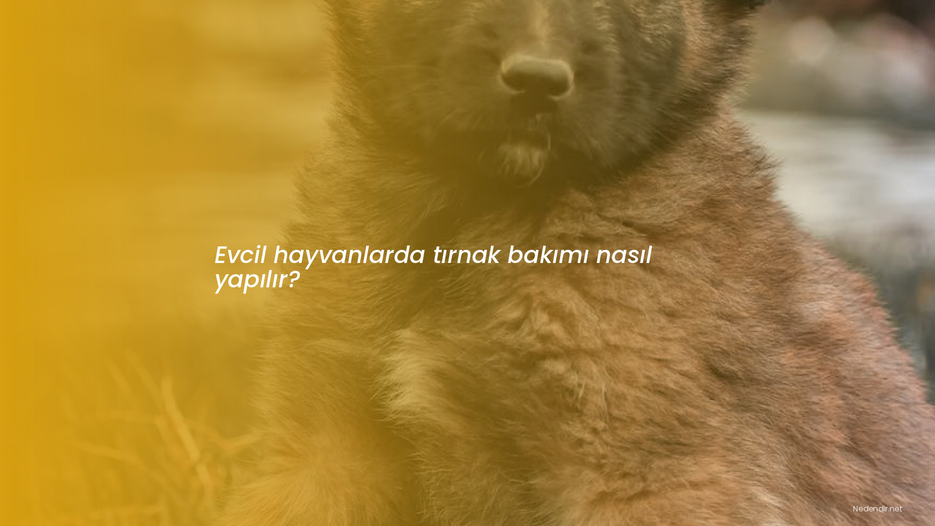 Evcil hayvanlarda tırnak bakımı nasıl yapılır?