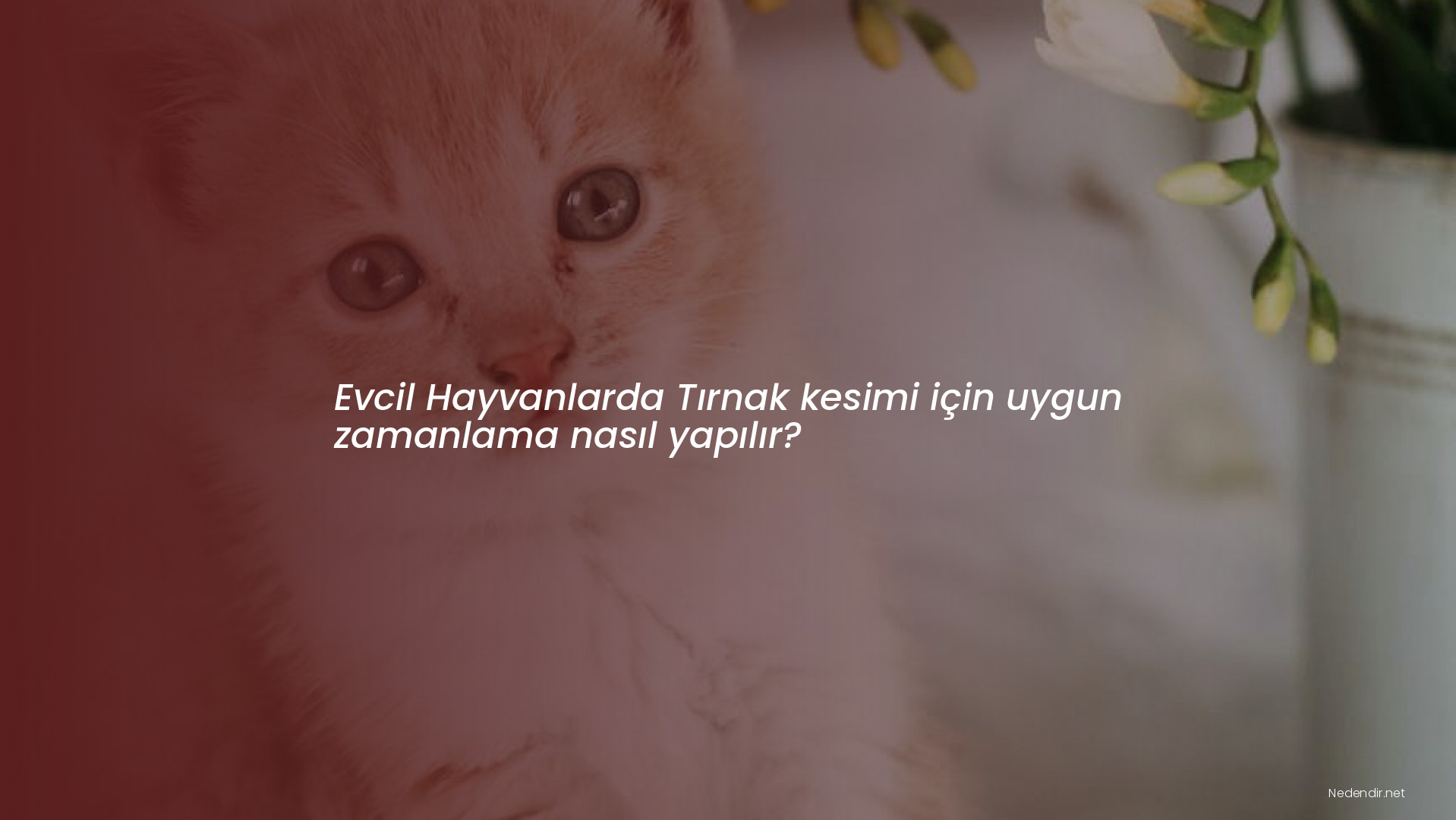 Evcil Hayvanlarda Tırnak kesimi için uygun zamanlama nasıl yapılır?