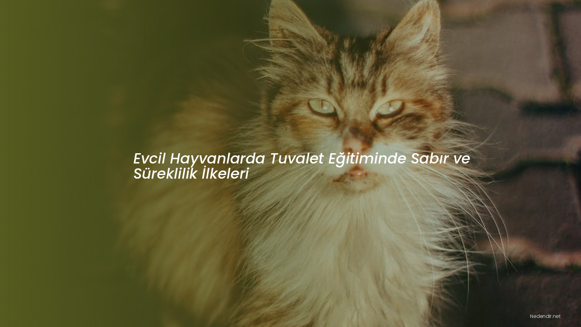 Evcil Hayvanlarda Tuvalet Eğitiminde Sabır ve Süreklilik İlkeleri