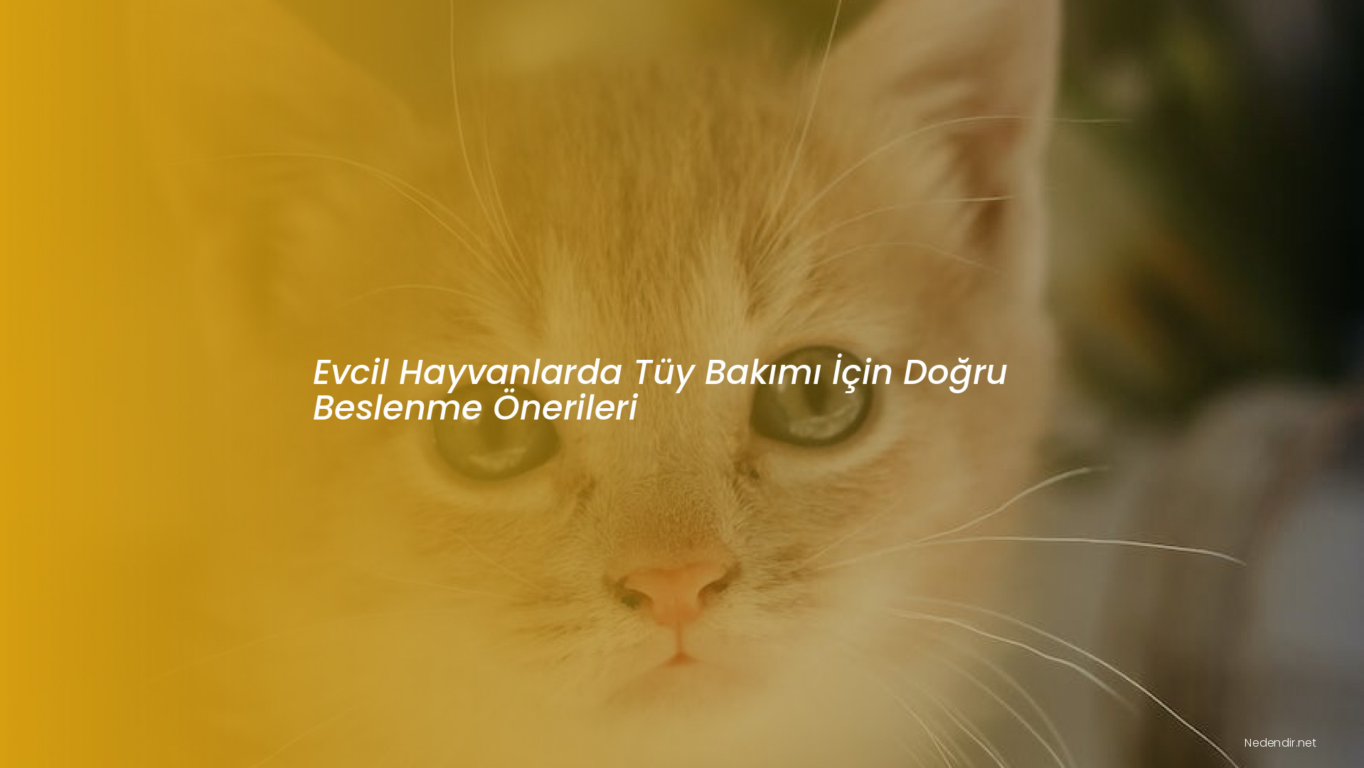 Evcil Hayvanlarda Tüy Bakımı İçin Doğru Beslenme Önerileri