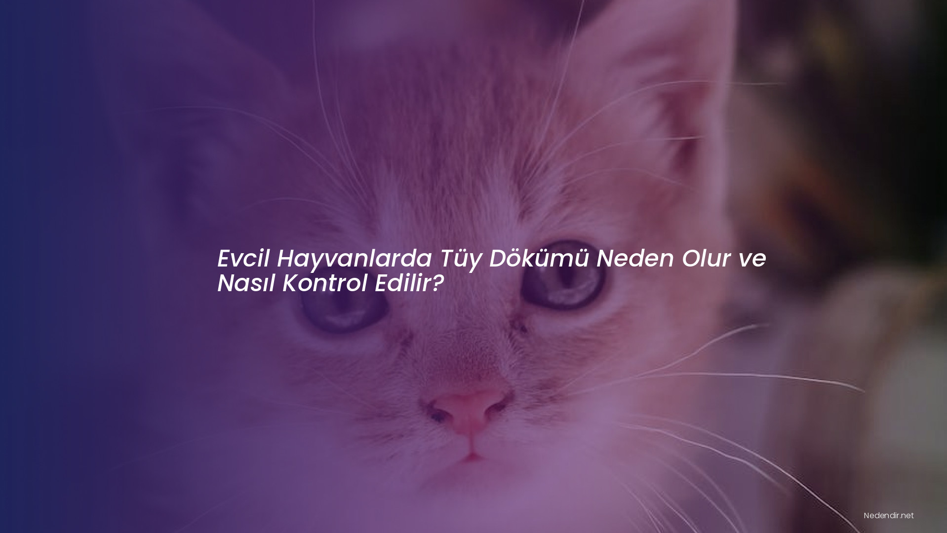 Evcil Hayvanlarda Tüy Dökümü Neden Olur ve Nasıl Kontrol Edilir?