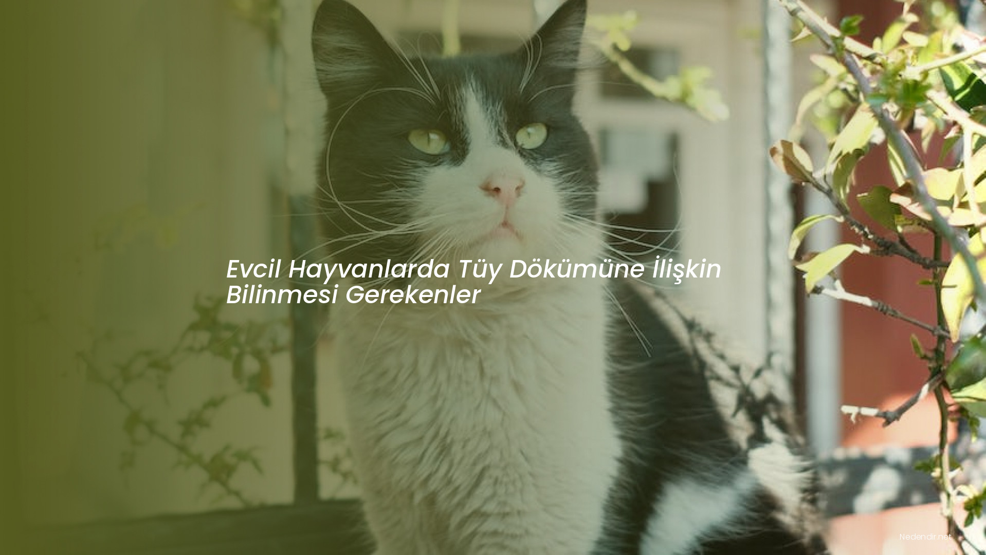 Evcil Hayvanlarda Tüy Dökümüne İlişkin Bilinmesi Gerekenler