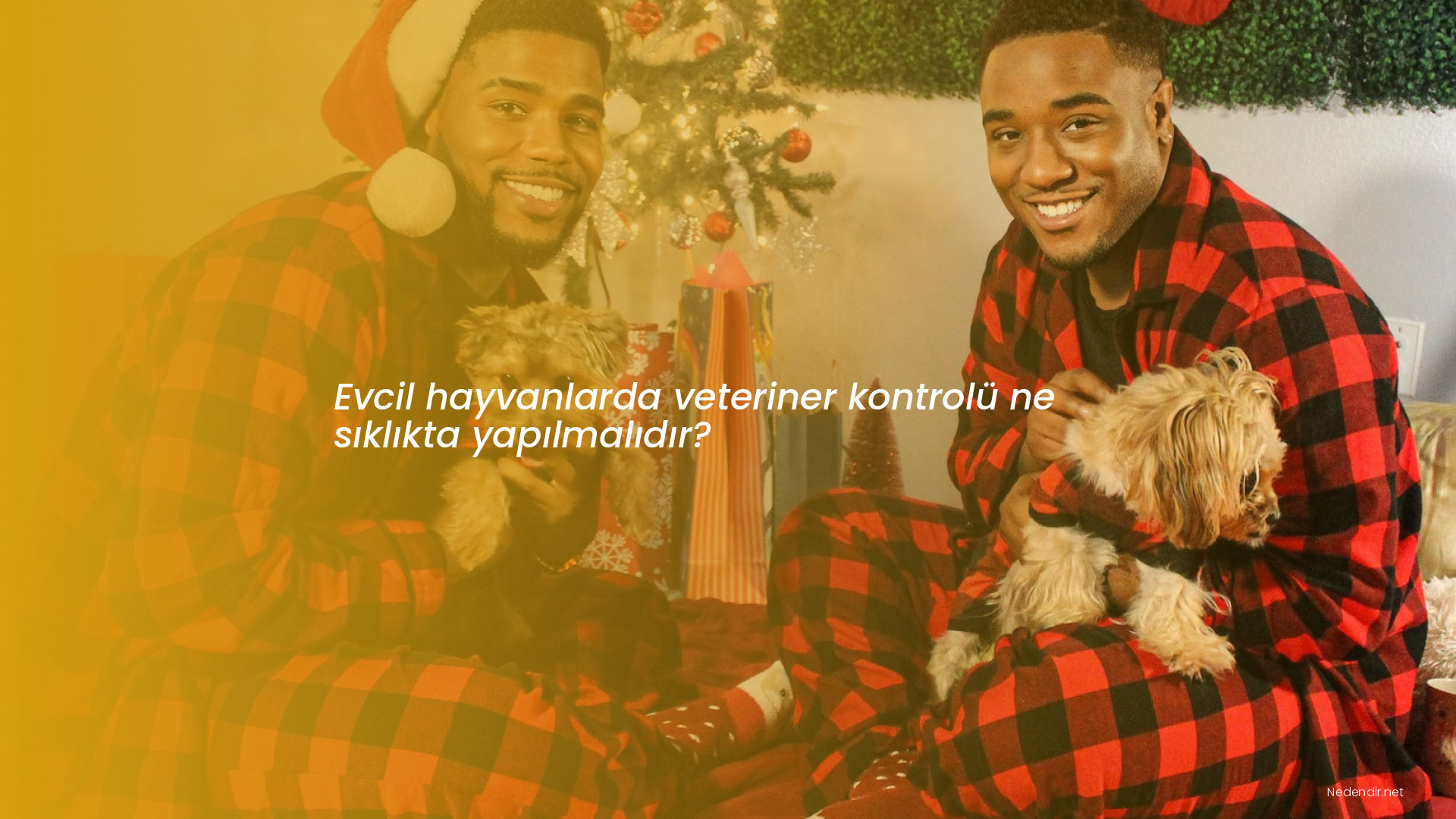 Evcil hayvanlarda veteriner kontrolü ne sıklıkta yapılmalıdır?