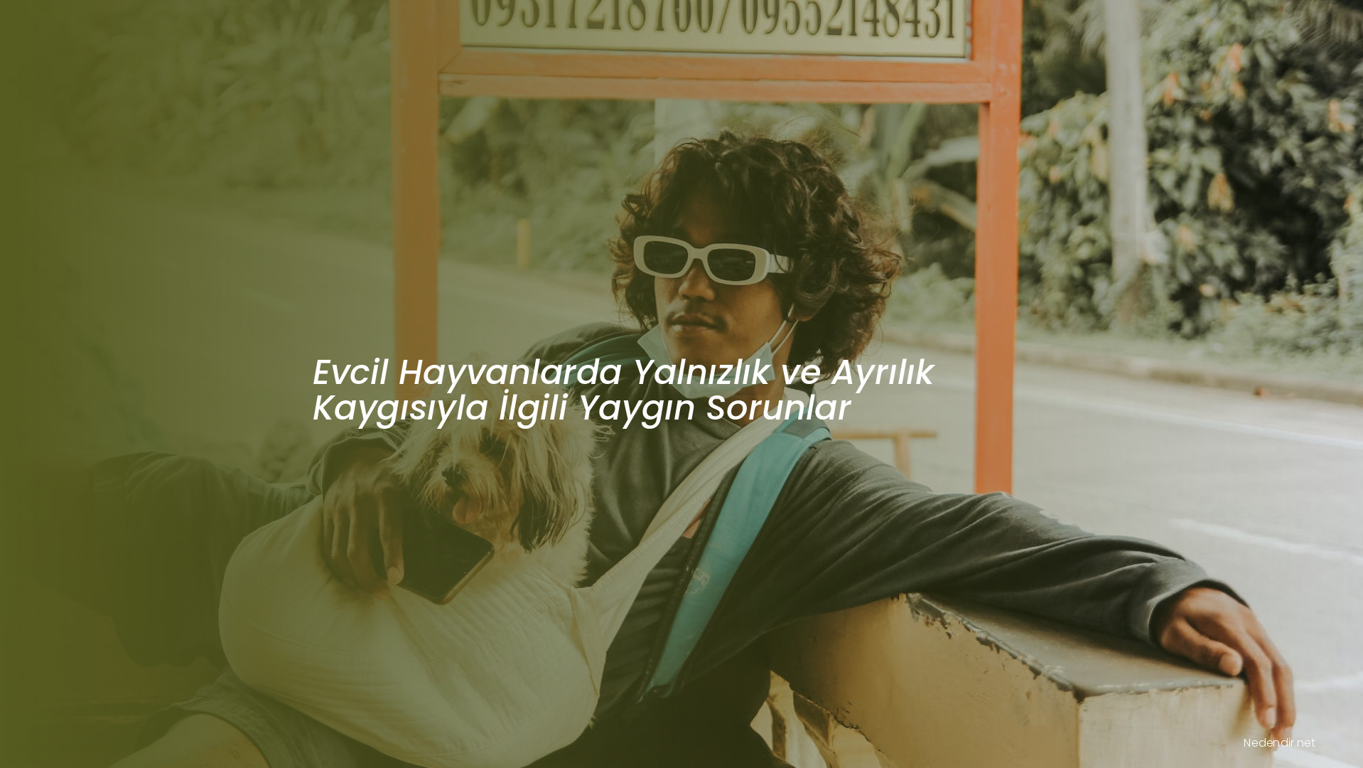 Evcil Hayvanlarda Yalnızlık ve Ayrılık Kaygısıyla İlgili Yaygın Sorunlar Evcil Hayvanlarda Yalnızlık ve Ayrılık Kaygısıyla İlgili Yaygın Sorunlar
