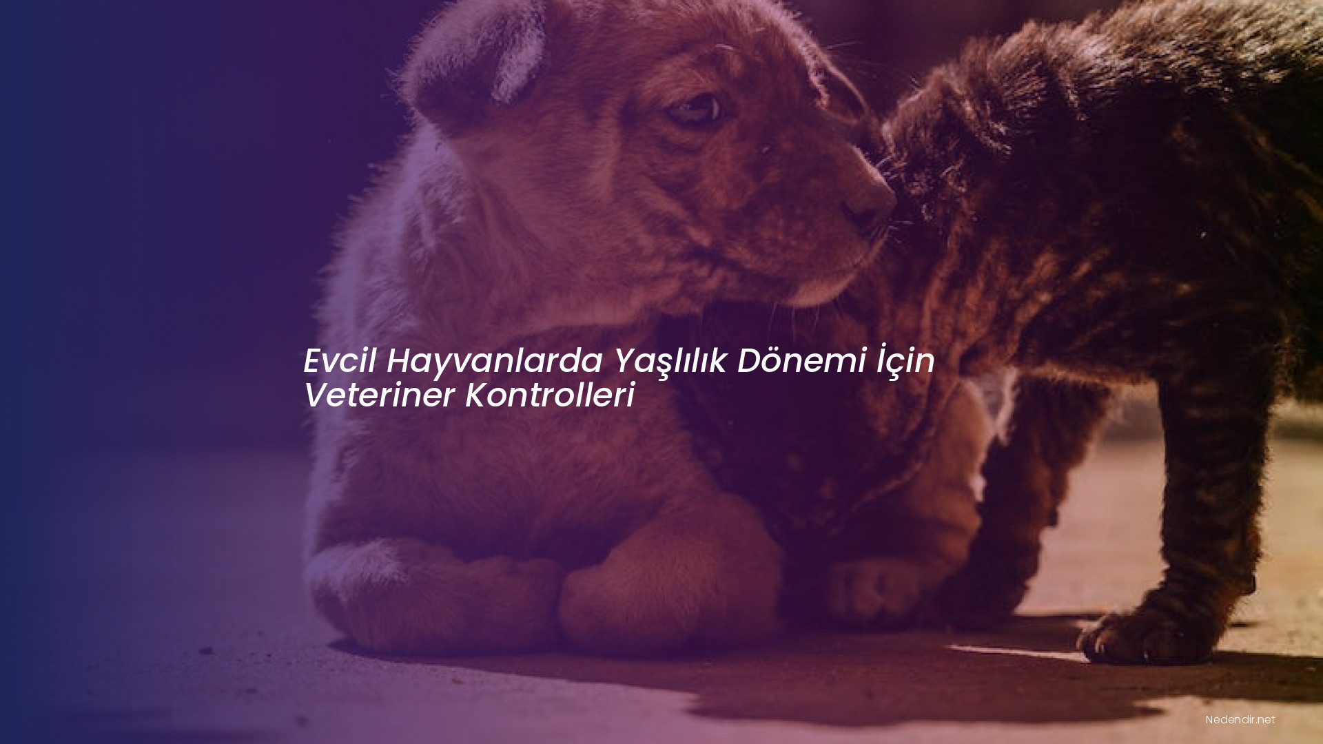 Evcil Hayvanlarda Yaşlılık Dönemi İçin Veteriner Kontrolleri Evcil Hayvanlarda Yaşlılık Dönemi İçin Veteriner Kontrolleri
