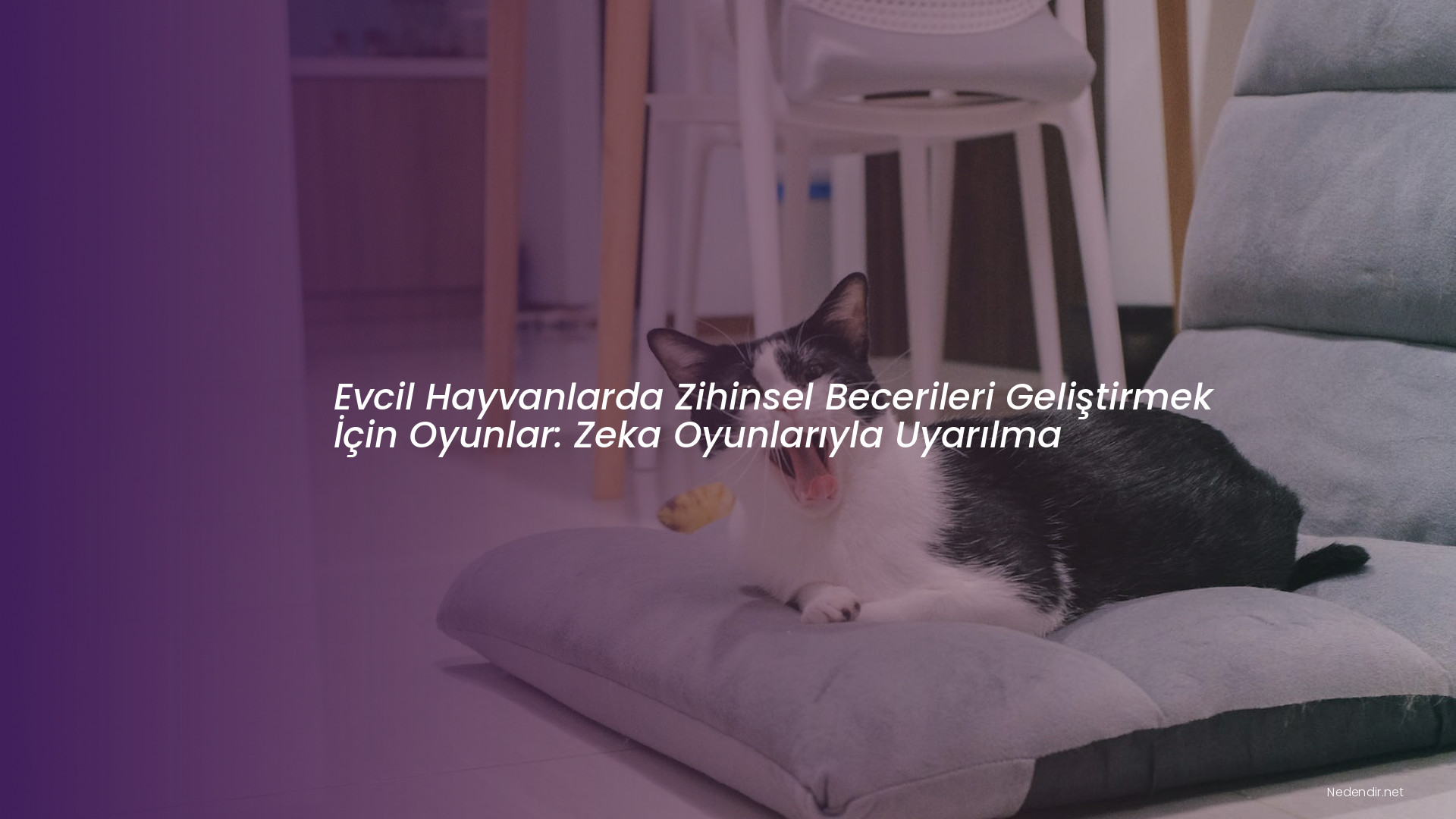 Evcil Hayvanlarda Zihinsel Becerileri Geliştirmek İçin Oyunlar: Zeka Oyunlarıyla Uyarılma Evcil Hayvanlarda Zihinsel Becerileri Geliştirmek İçin Oyunlar: Zeka Oyunlarıyla Uyarılma