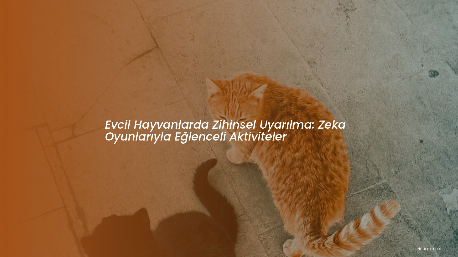 Evcil Hayvanlarda Zihinsel Uyarılma: Zeka Oyunlarıyla Eğlenceli Aktiviteler Evcil Hayvanlarda Zihinsel Uyarılma: Zeka Oyunlarıyla Eğlenceli Aktiviteler