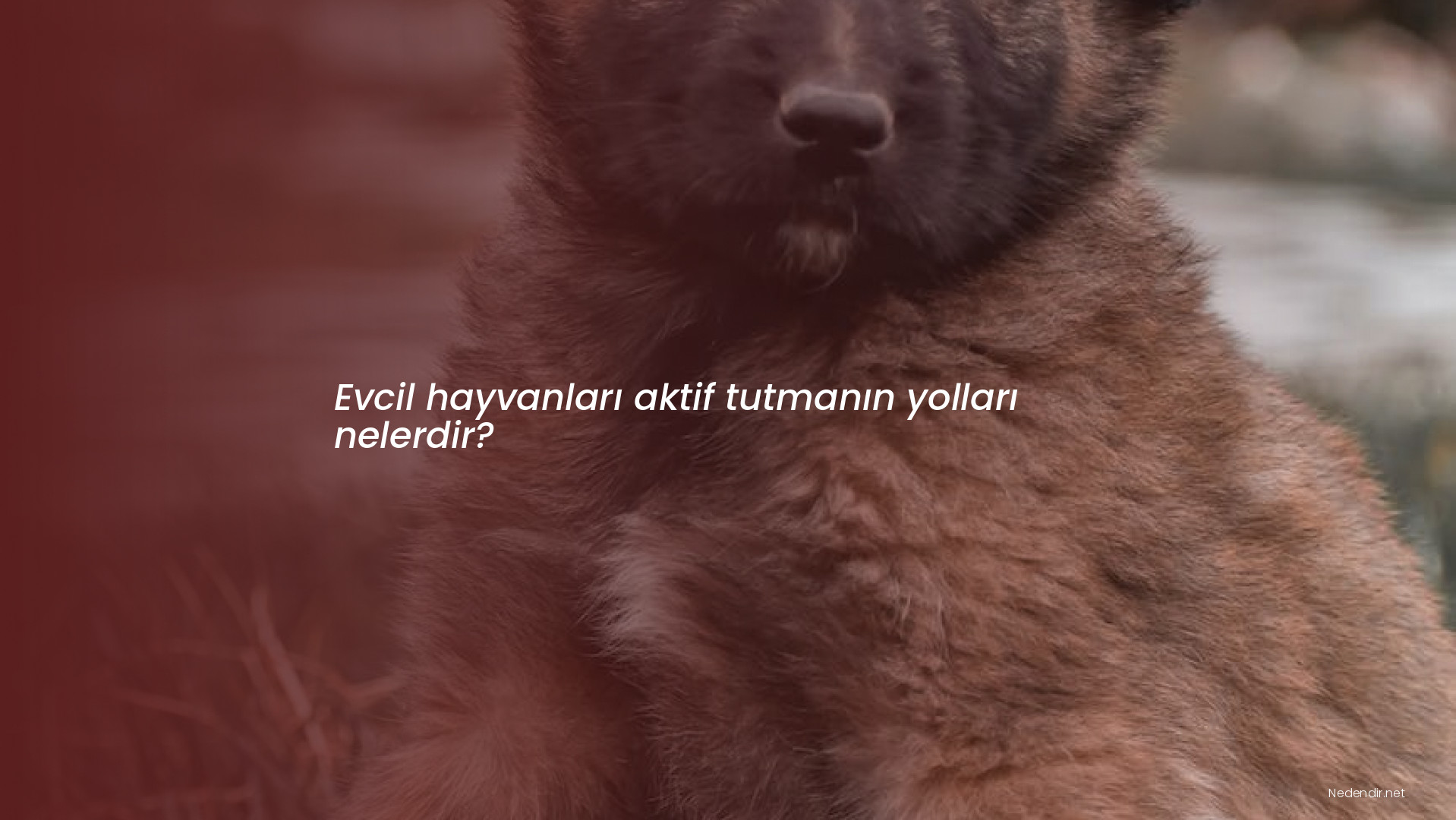 Evcil hayvanları aktif tutmanın yolları nelerdir?
