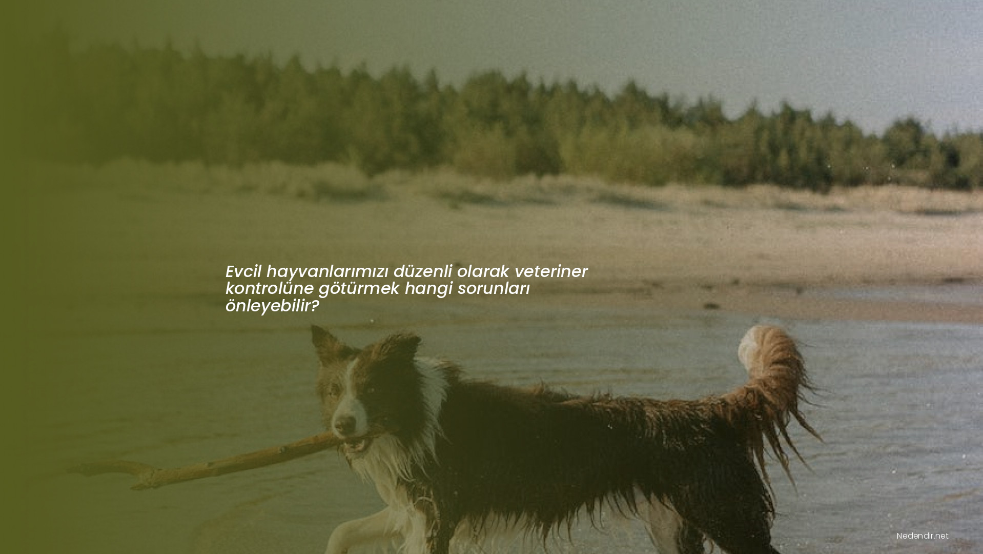 Evcil hayvanlarımızı düzenli olarak veteriner kontrolüne götürmek hangi sorunları önleyebilir?