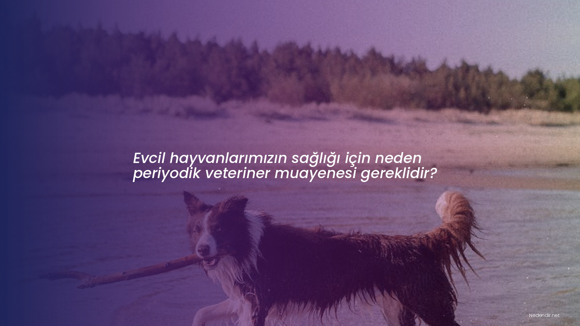 Evcil hayvanlarımızın sağlığı için neden periyodik veteriner muayenesi gereklidir?