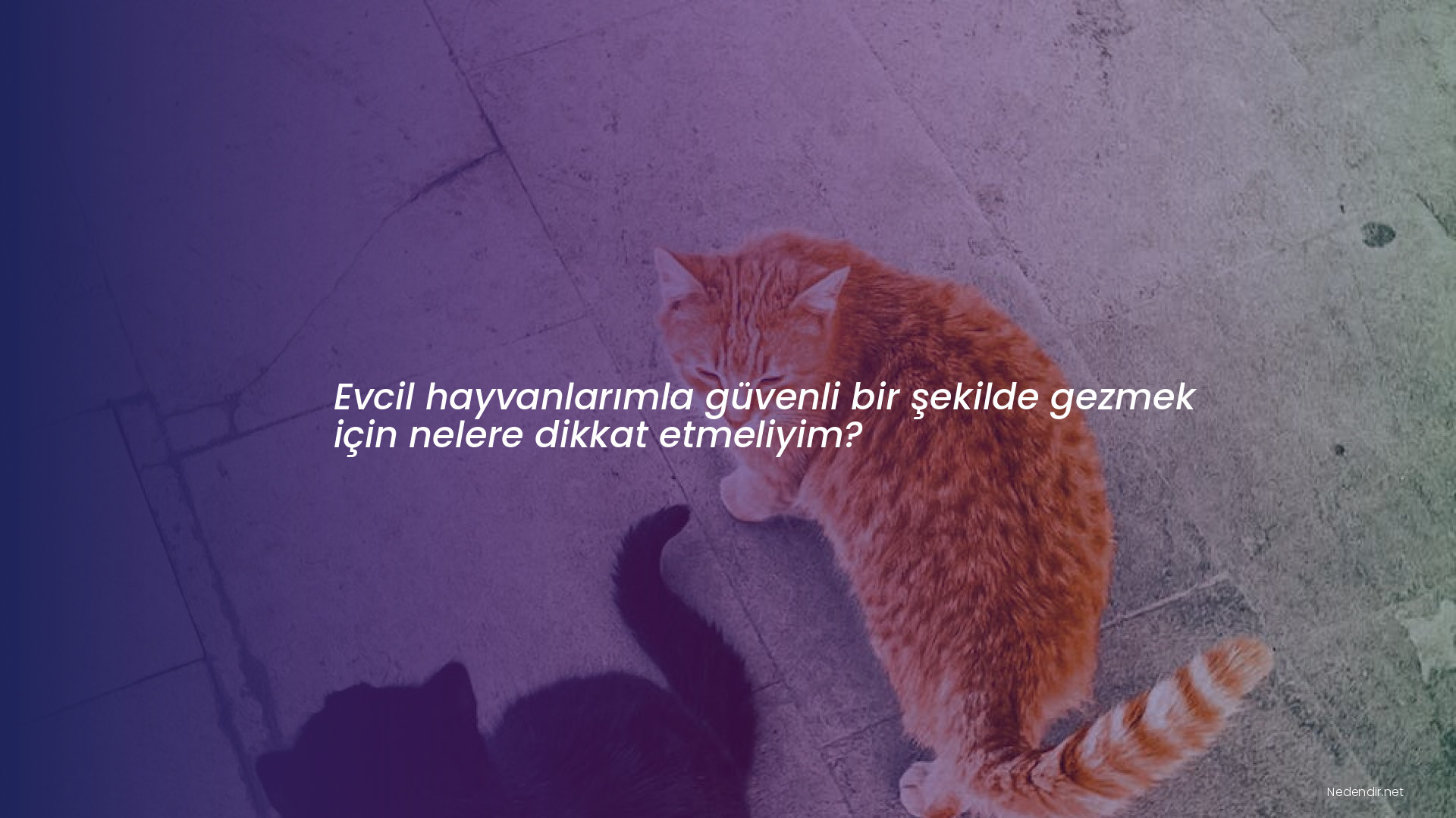 Evcil hayvanlarımla güvenli bir şekilde gezmek için nelere dikkat etmeliyim?