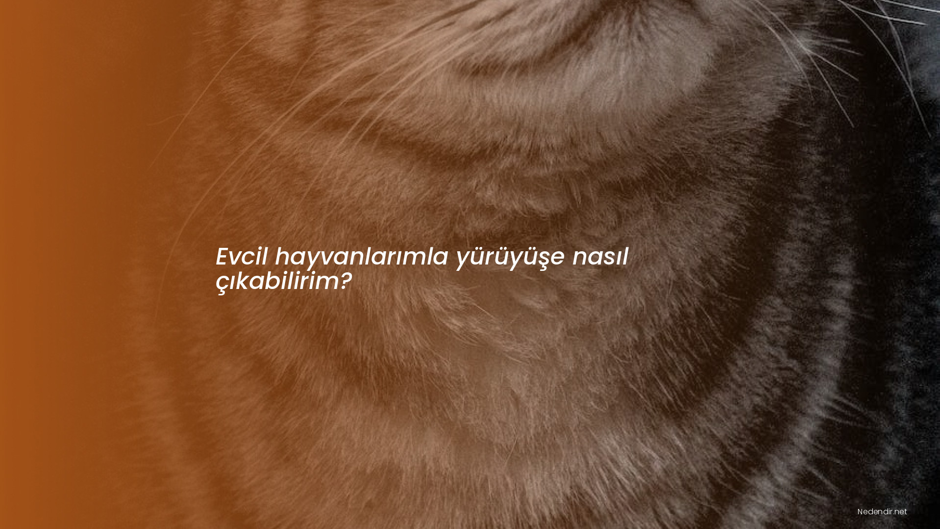 Evcil hayvanlarımla yürüyüşe nasıl çıkabilirim?