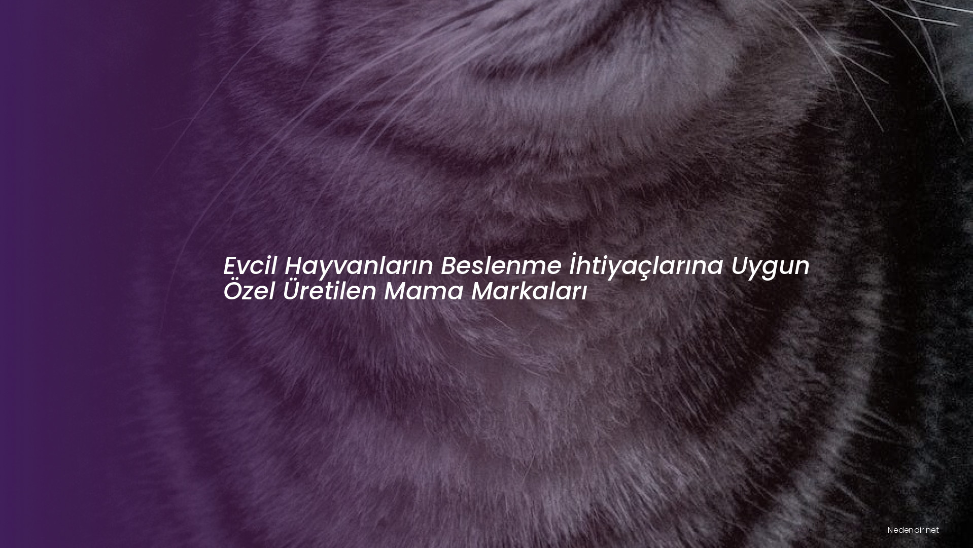 Evcil Hayvanların Beslenme İhtiyaçlarına Uygun Özel Üretilen Mama Markaları