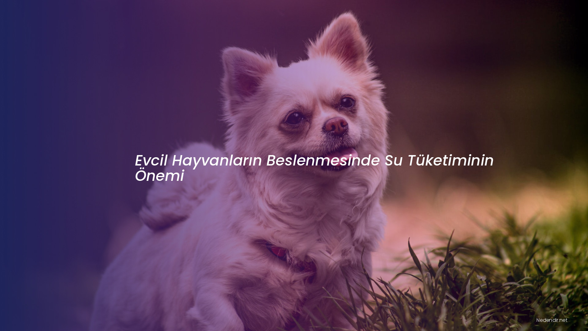 Evcil Hayvanların Beslenmesinde Su Tüketiminin Önemi