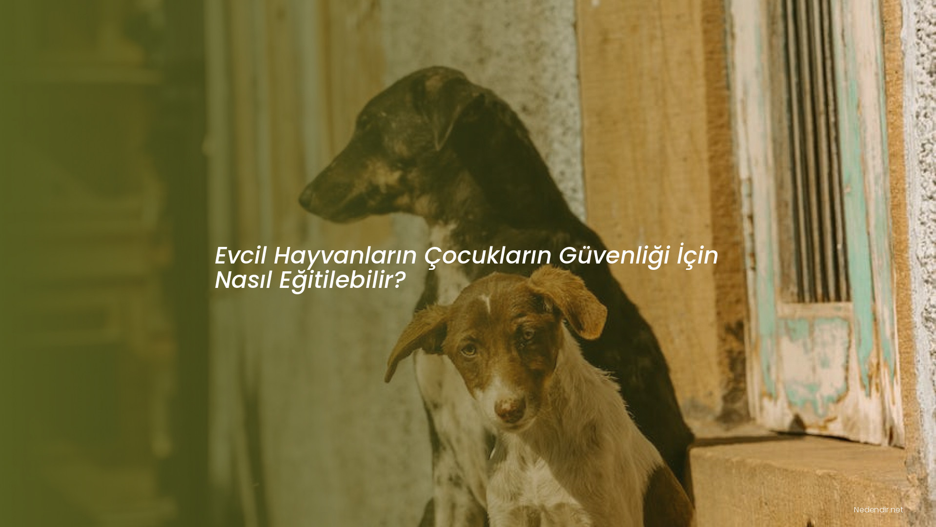 Evcil Hayvanların Çocukların Güvenliği İçin Nasıl Eğitilebilir?