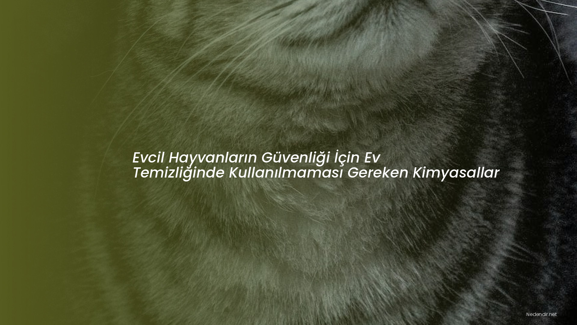 Evcil Hayvanların Güvenliği İçin Ev Temizliğinde Kullanılmaması Gereken Kimyasallar