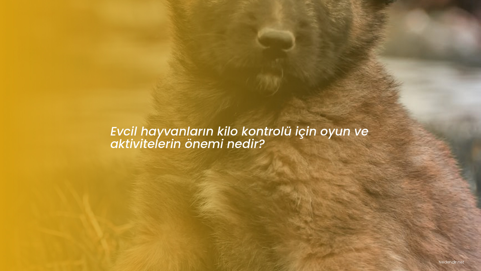 Evcil hayvanların kilo kontrolü için oyun ve aktivitelerin önemi nedir?