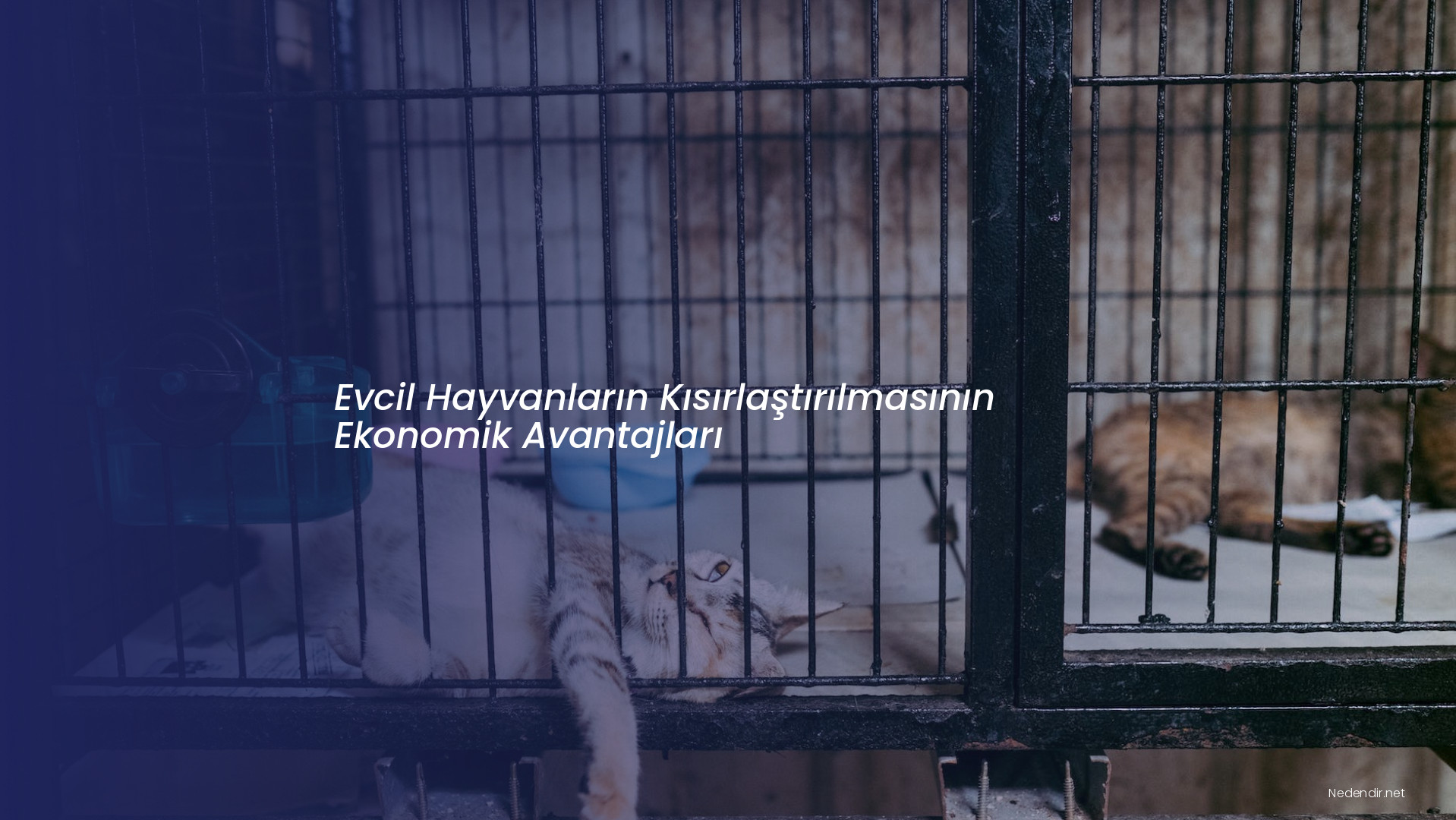 Evcil Hayvanların Kısırlaştırılmasının Ekonomik Avantajları