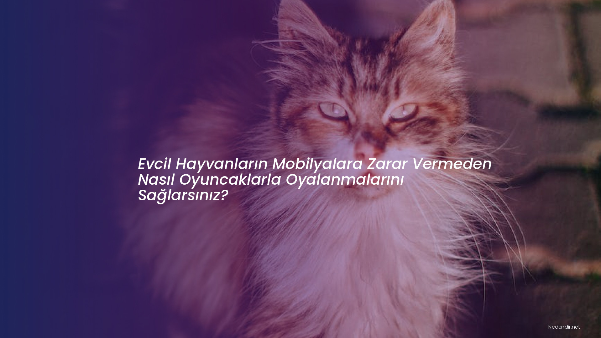 Evcil Hayvanların Mobilyalara Zarar Vermeden Nasıl Oyuncaklarla Oyalanmalarını Sağlarsınız? Evcil Hayvanların Mobilyalara Zarar Vermeden Nasıl Oyuncaklarla Oyalanmalarını Sağlarsınız?