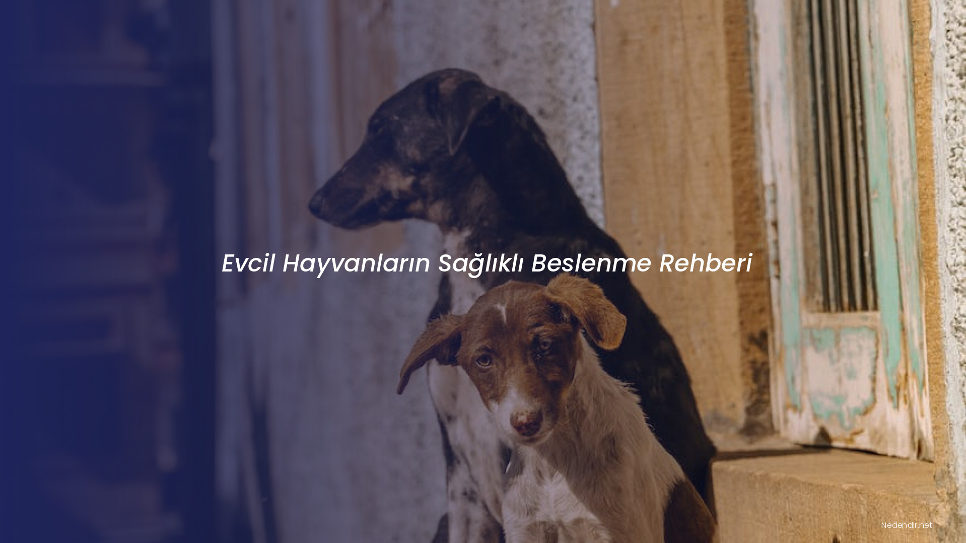 Evcil Hayvanların Sağlıklı Beslenme Rehberi