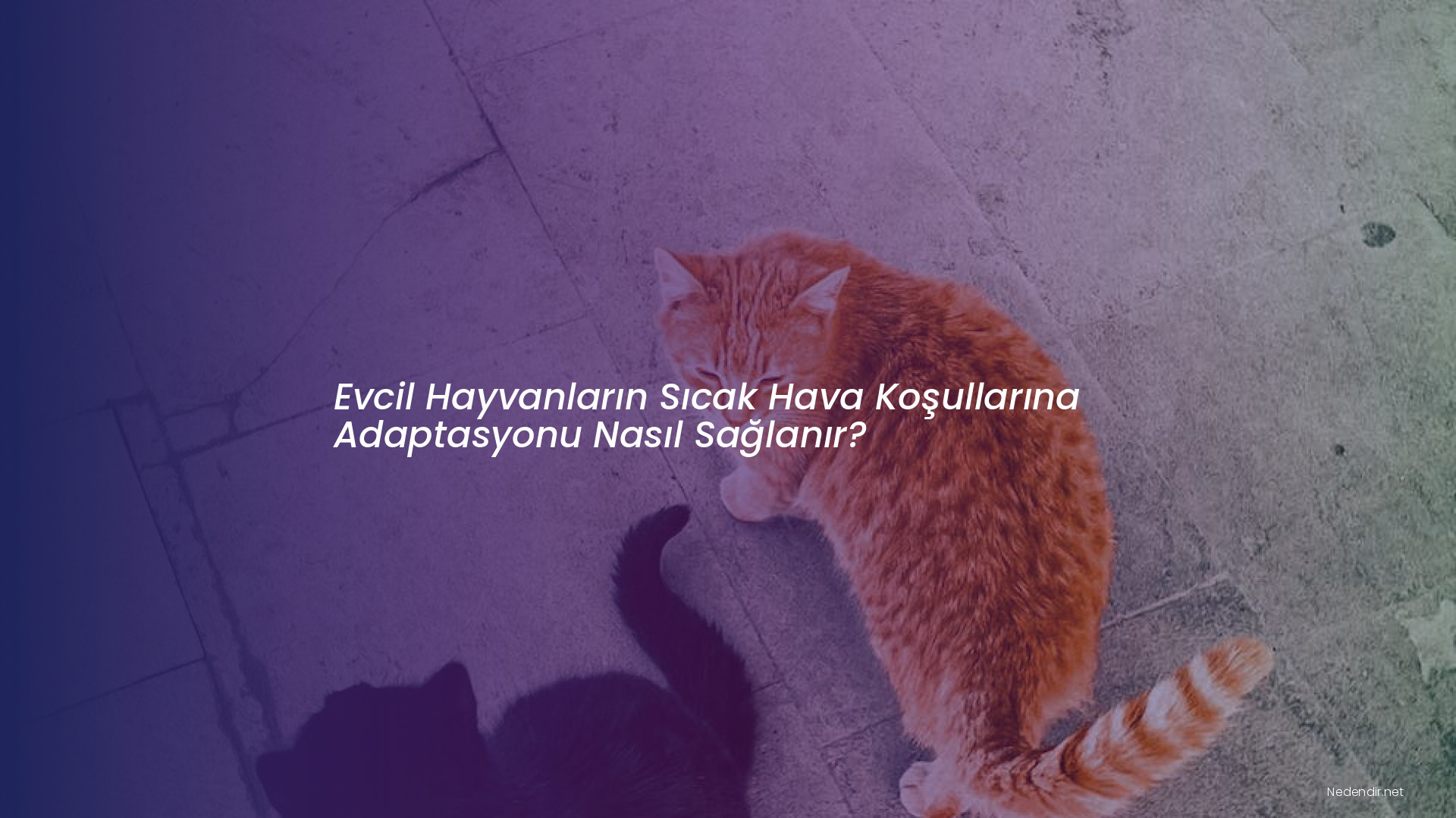 Evcil Hayvanların Sıcak Hava Koşullarına Adaptasyonu Nasıl Sağlanır?