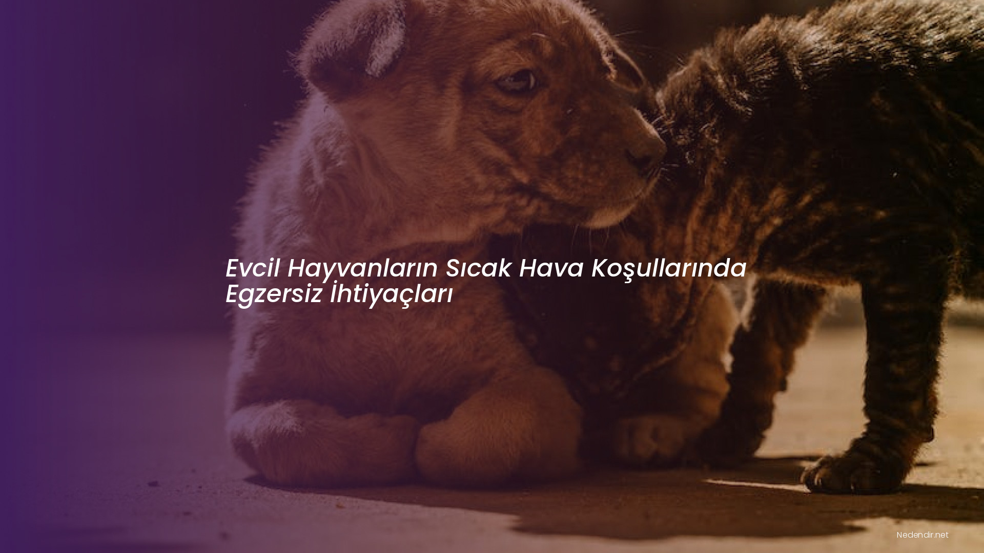 Evcil Hayvanların Sıcak Hava Koşullarında Egzersiz İhtiyaçları