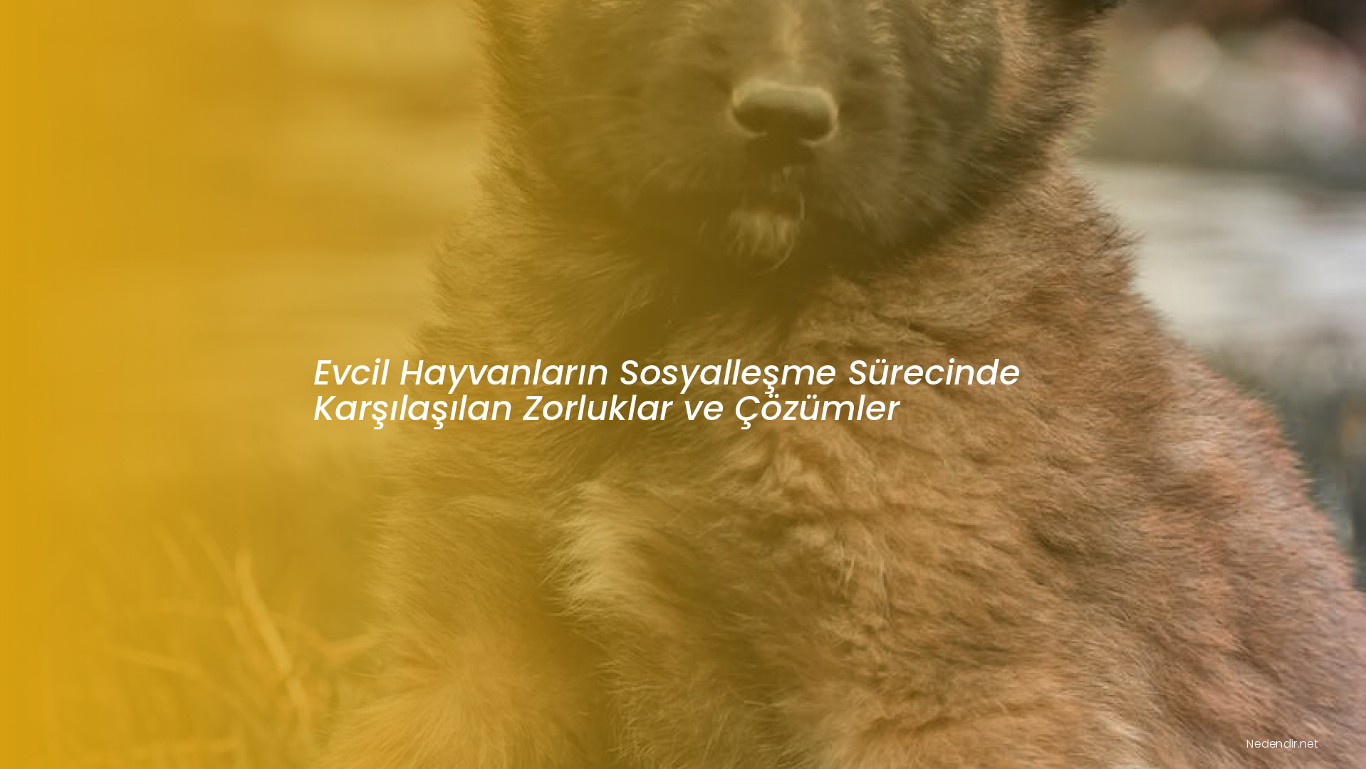 Evcil Hayvanların Sosyalleşme Sürecinde Karşılaşılan Zorluklar ve Çözümler