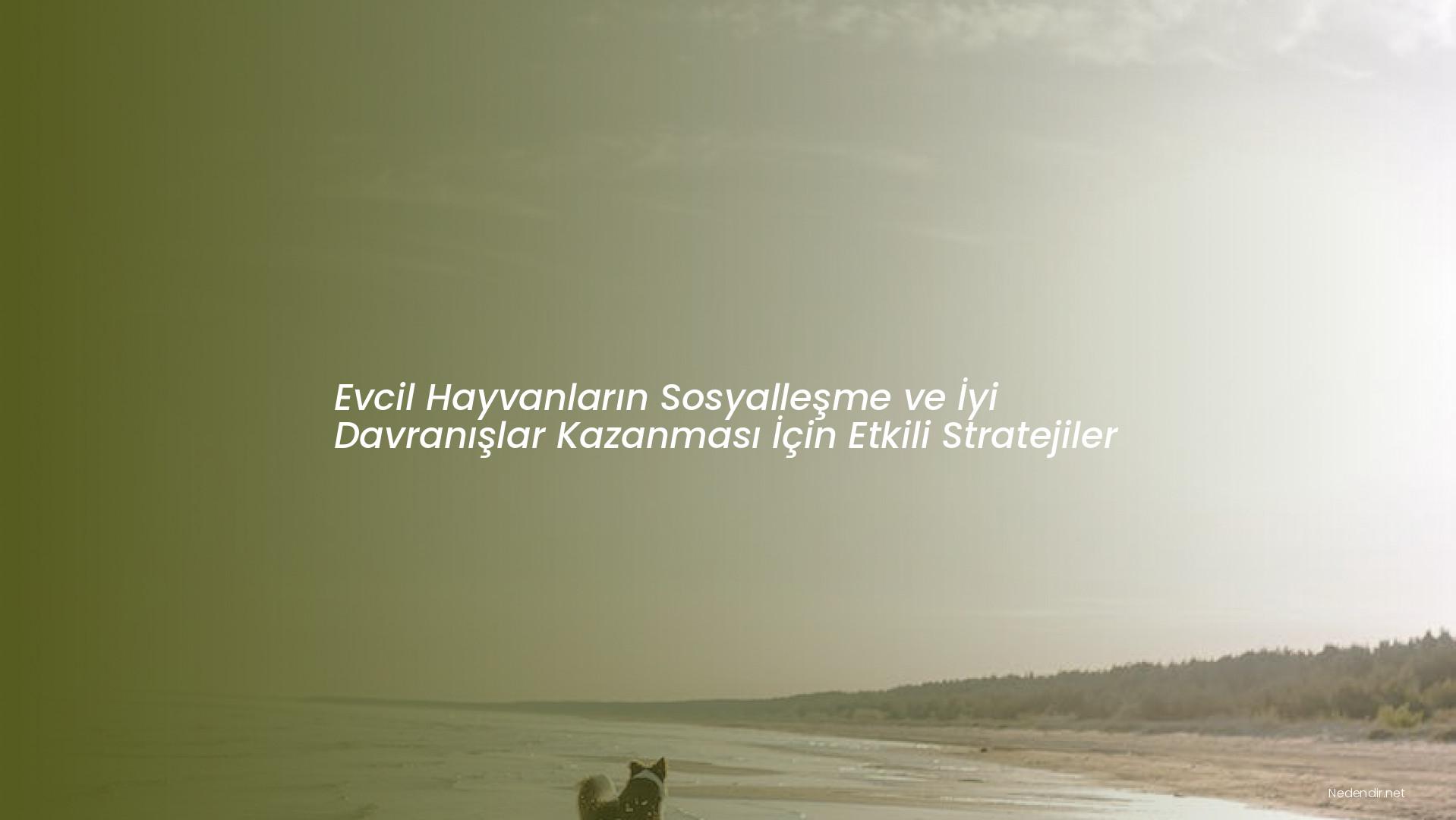 Evcil Hayvanların Sosyalleşme ve İyi Davranışlar Kazanması İçin Etkili Stratejiler