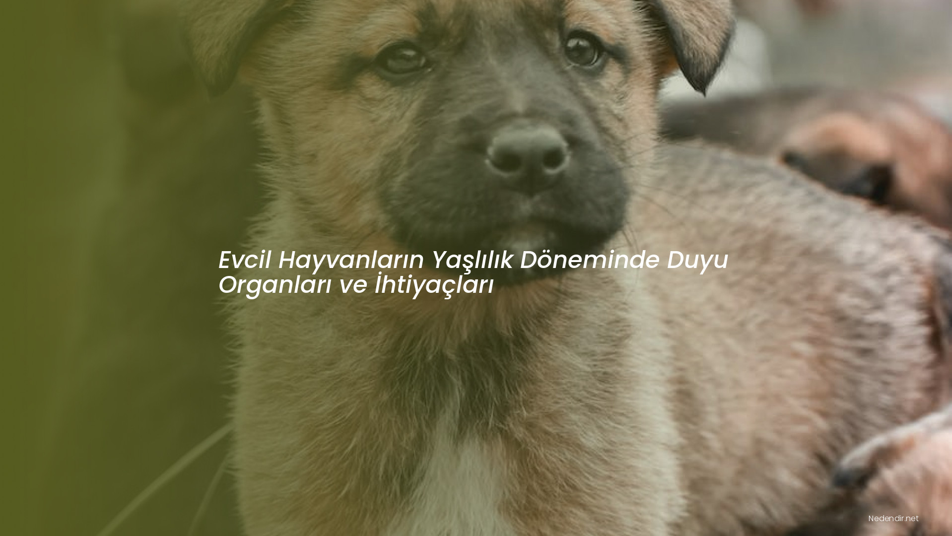 Evcil Hayvanların Yaşlılık Döneminde Duyu Organları ve İhtiyaçları Evcil Hayvanların Yaşlılık Döneminde Duyu Organları ve İhtiyaçları