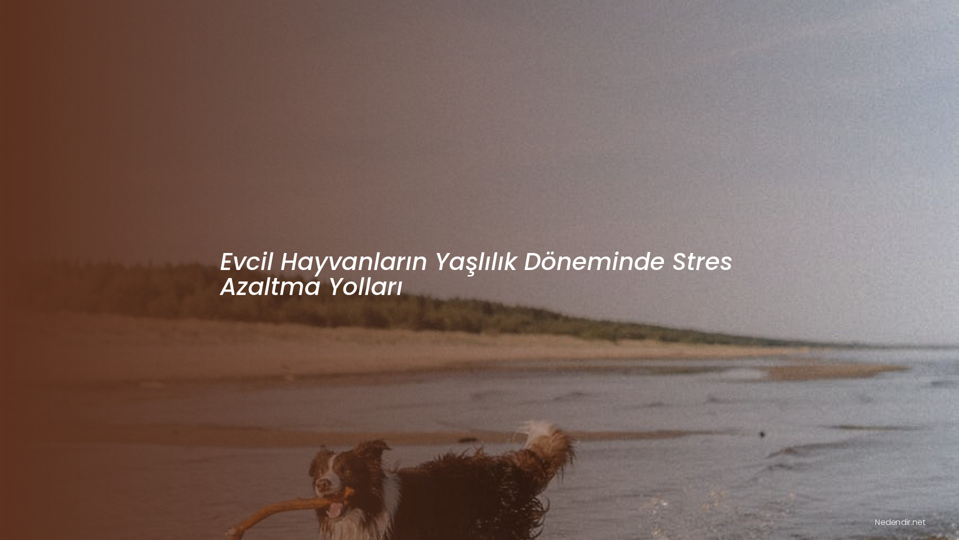 Evcil Hayvanların Yaşlılık Döneminde Stres Azaltma Yolları Evcil Hayvanların Yaşlılık Döneminde Stres Azaltma Yolları