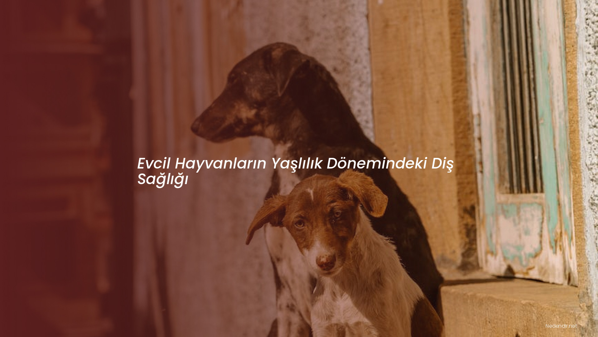 Evcil Hayvanların Yaşlılık Dönemindeki Diş Sağlığı Evcil Hayvanların Yaşlılık Dönemindeki Diş Sağlığı