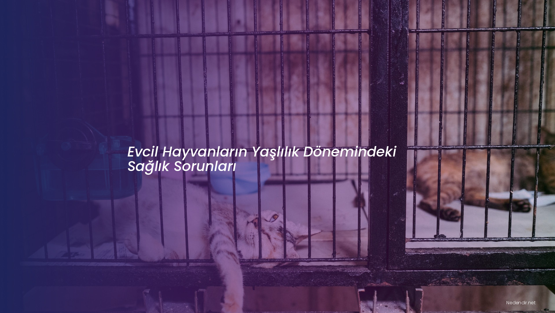 Evcil Hayvanların Yaşlılık Dönemindeki Sağlık Sorunları Evcil Hayvanların Yaşlılık Dönemindeki Sağlık Sorunları