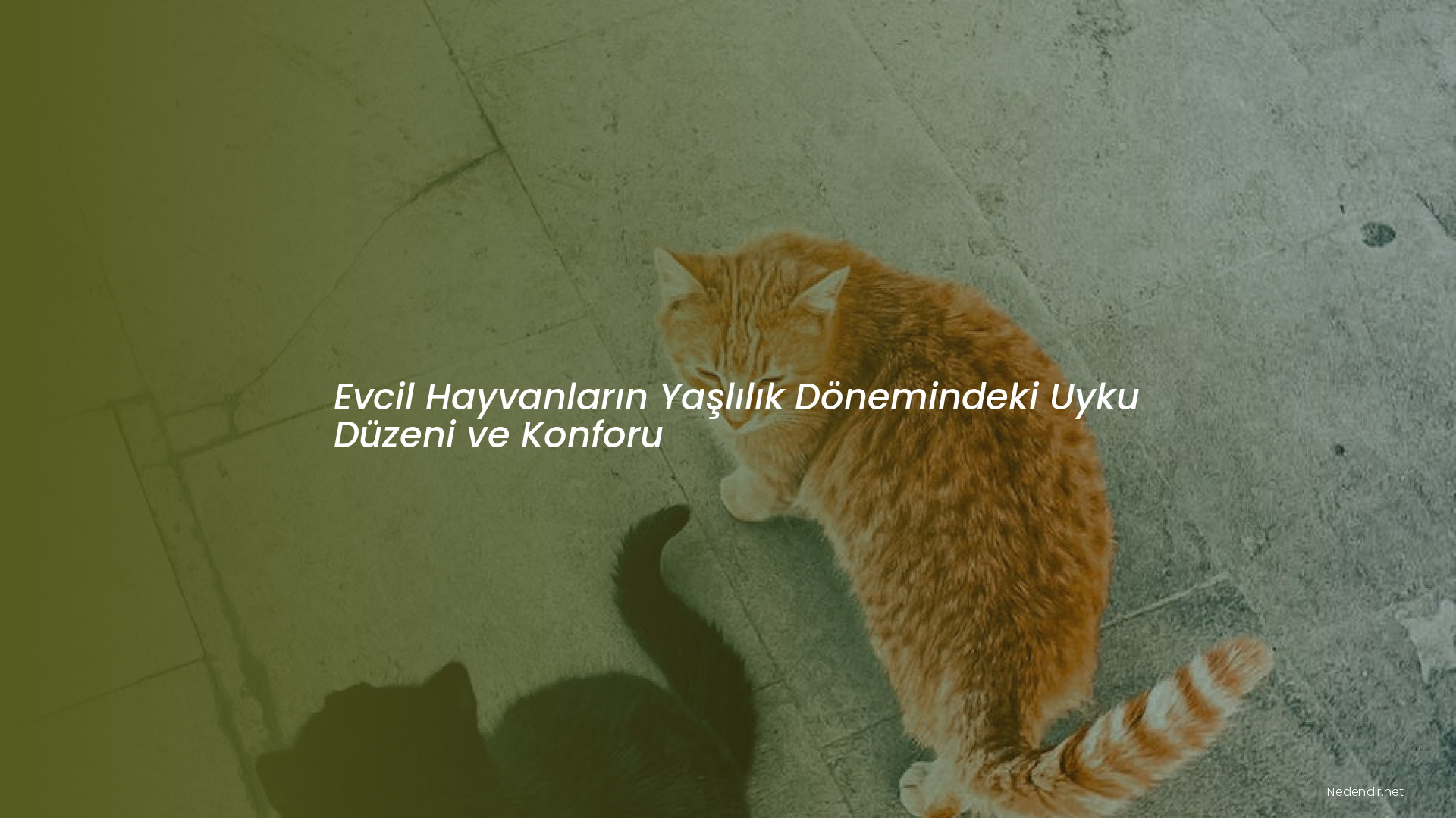 Evcil Hayvanların Yaşlılık Dönemindeki Uyku Düzeni ve Konforu Evcil Hayvanların Yaşlılık Dönemindeki Uyku Düzeni ve Konforu