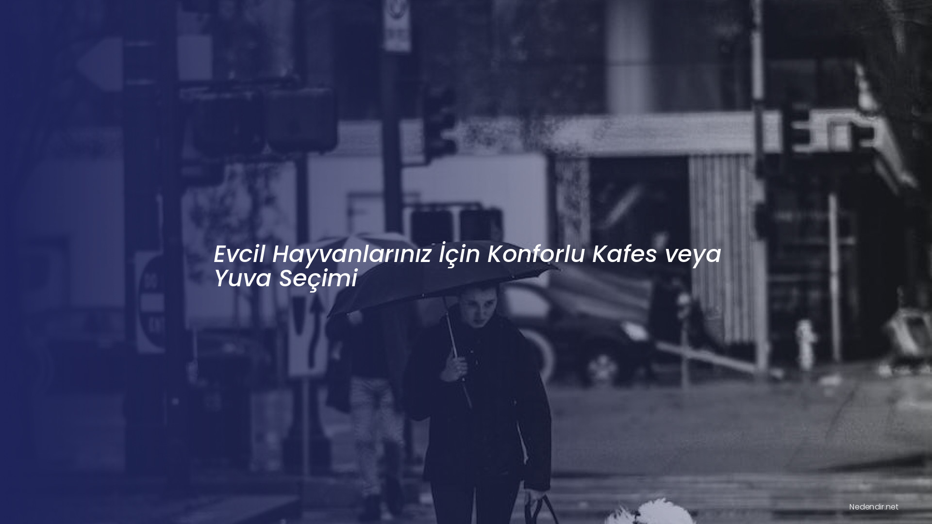 Evcil Hayvanlarınız İçin Konforlu Kafes veya Yuva Seçimi
