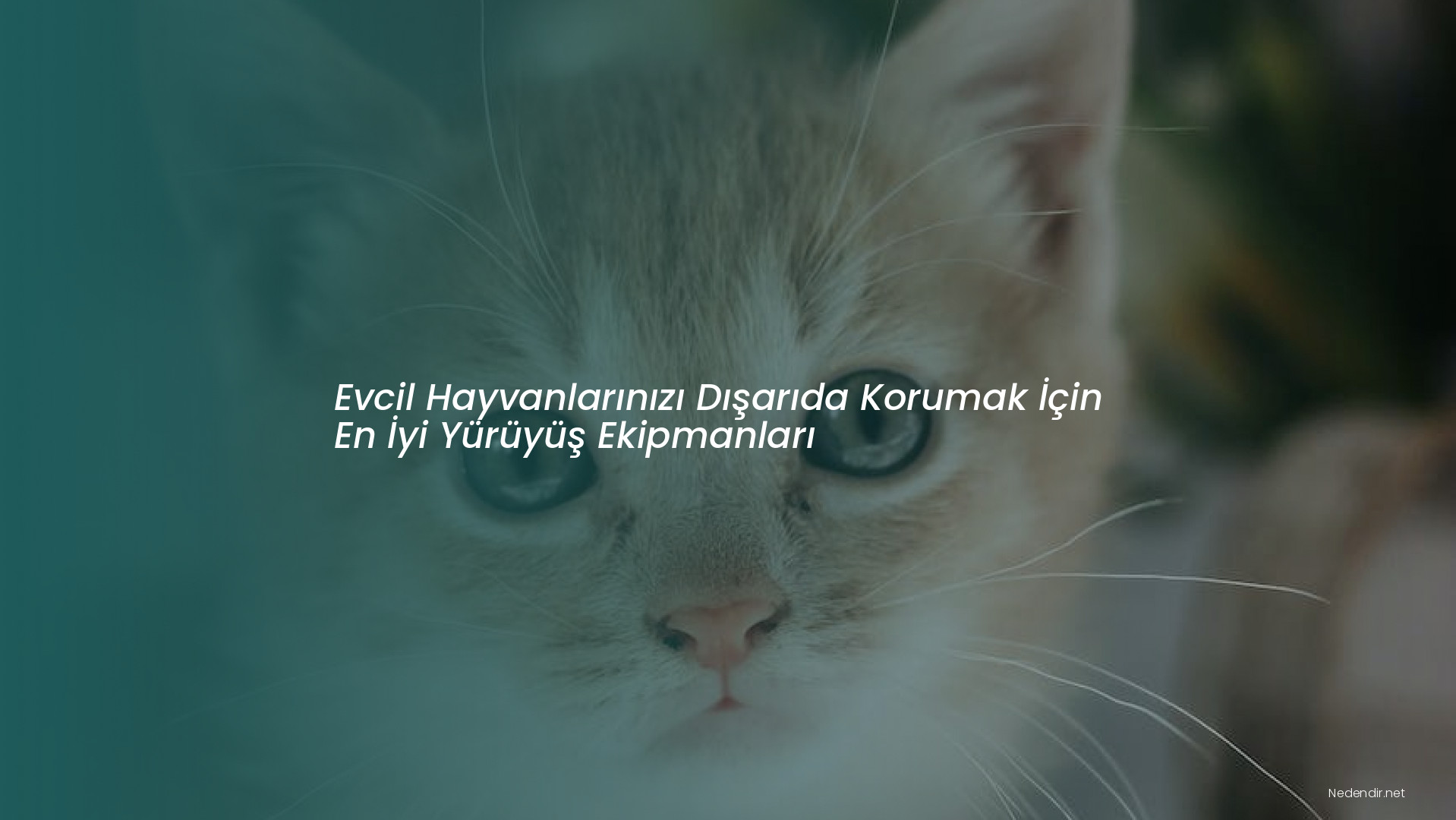 Evcil Hayvanlarınızı Dışarıda Korumak İçin En İyi Yürüyüş Ekipmanları