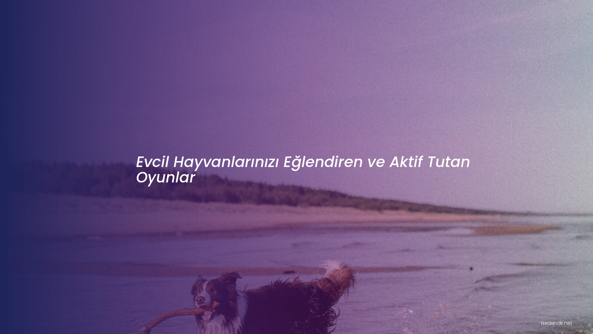 Evcil Hayvanlarınızı Eğlendiren ve Aktif Tutan Oyunlar