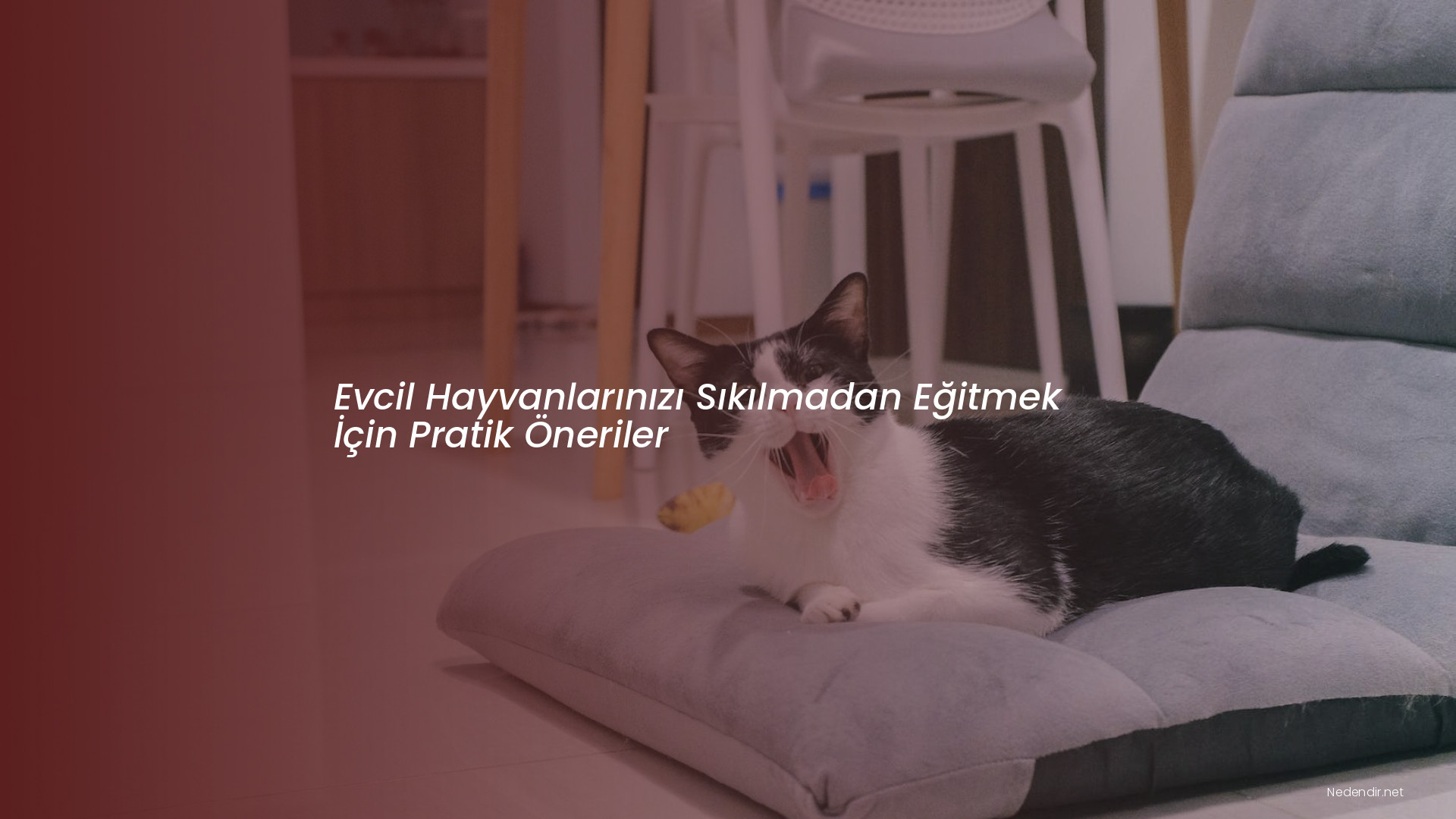 Evcil Hayvanlarınızı Sıkılmadan Eğitmek İçin Pratik Öneriler