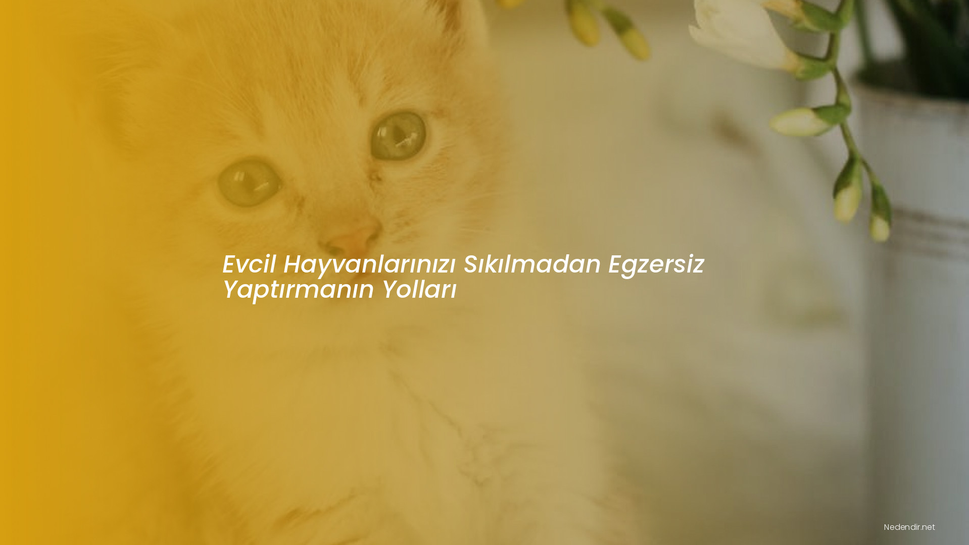 Evcil Hayvanlarınızı Sıkılmadan Egzersiz Yaptırmanın Yolları