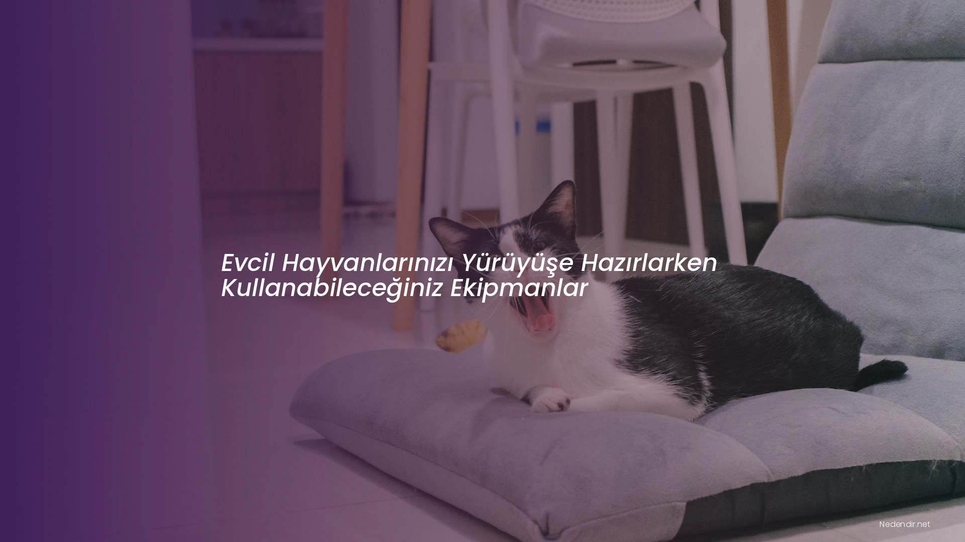 Evcil Hayvanlarınızı Yürüyüşe Hazırlarken Kullanabileceğiniz Ekipmanlar