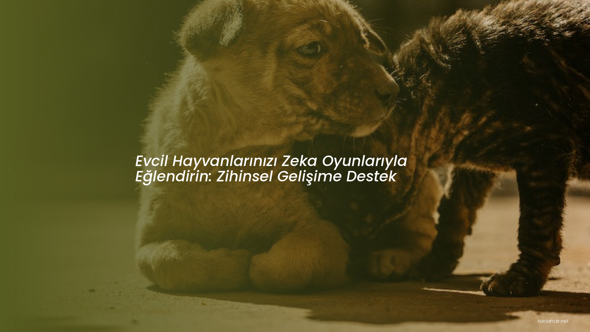 Evcil Hayvanlarınızı Zeka Oyunlarıyla Eğlendirin: Zihinsel Gelişime Destek Evcil Hayvanlarınızı Zeka Oyunlarıyla Eğlendirin: Zihinsel Gelişime Destek