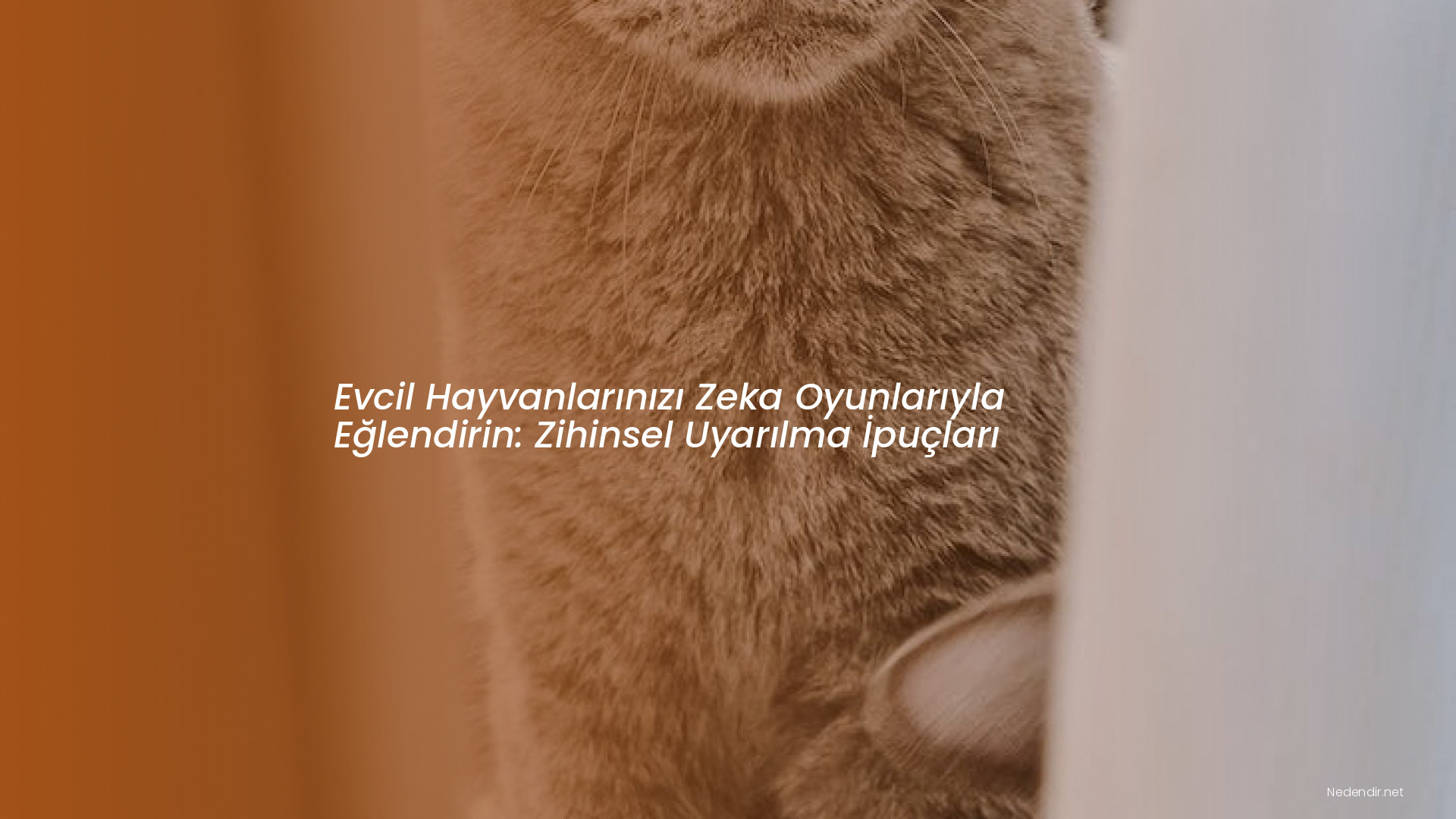 Evcil Hayvanlarınızı Zeka Oyunlarıyla Eğlendirin: Zihinsel Uyarılma İpuçları