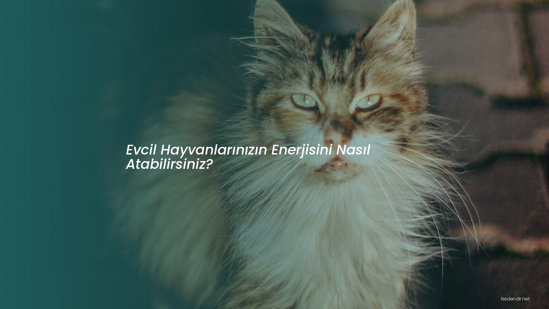 Evcil Hayvanlarınızın Enerjisini Nasıl Atabilirsiniz?