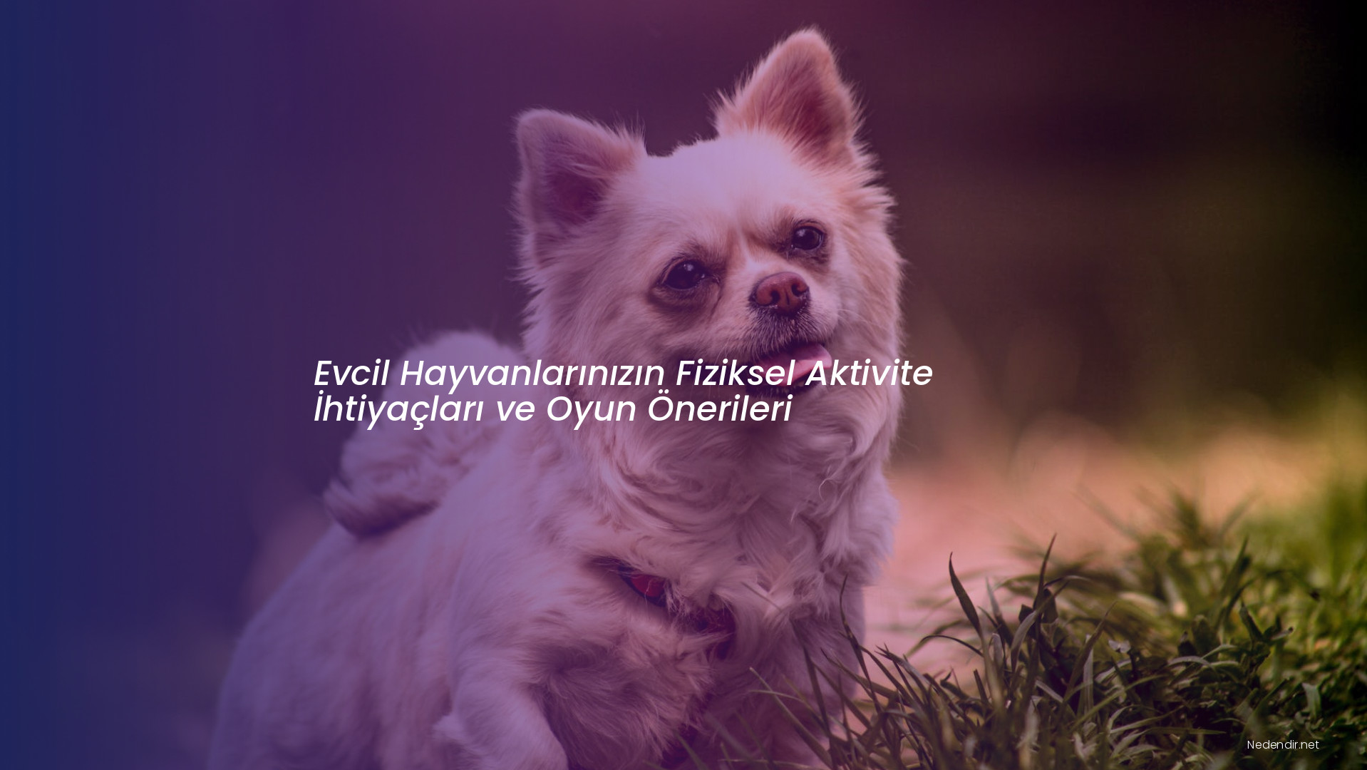 Evcil Hayvanlarınızın Fiziksel Aktivite İhtiyaçları ve Oyun Önerileri
