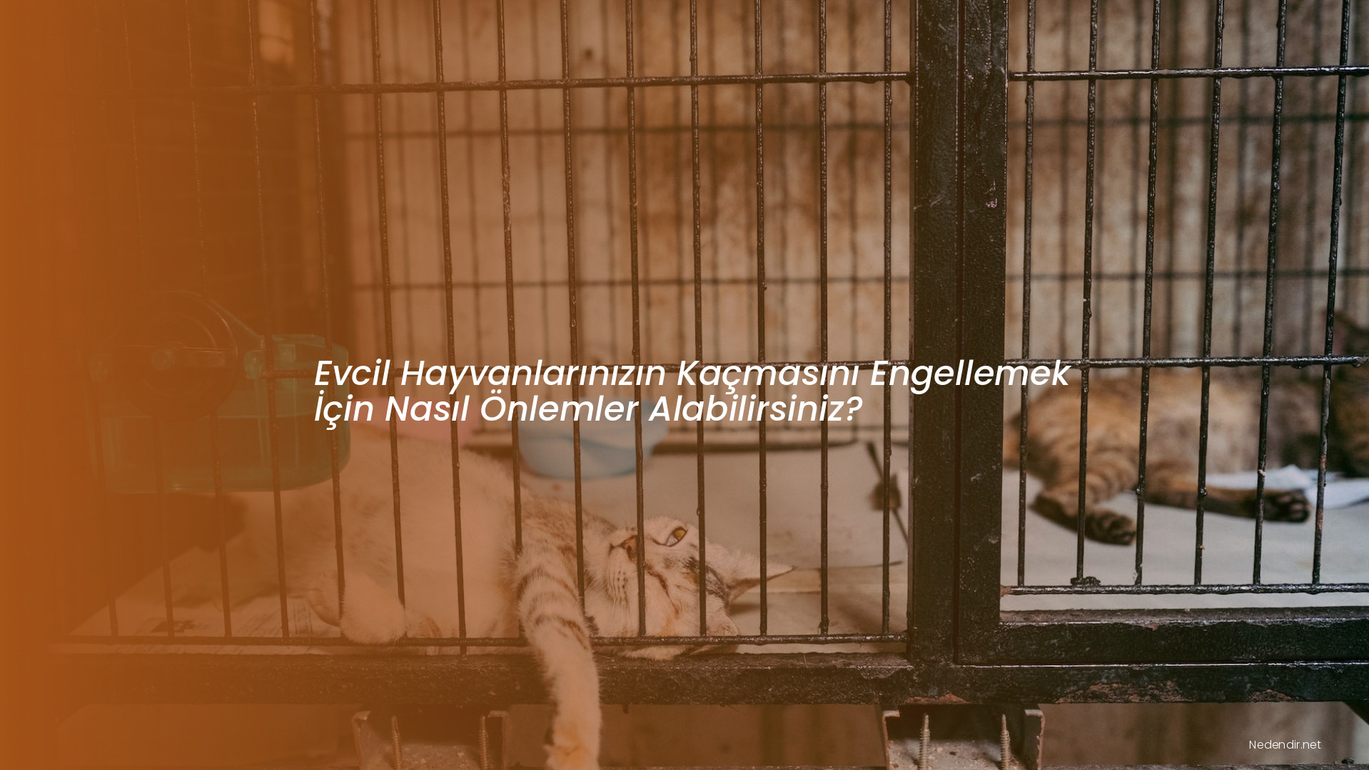 Evcil Hayvanlarınızın Kaçmasını Engellemek İçin Nasıl Önlemler Alabilirsiniz? Evcil Hayvanlarınızın Kaçmasını Engellemek İçin Nasıl Önlemler Alabilirsiniz?