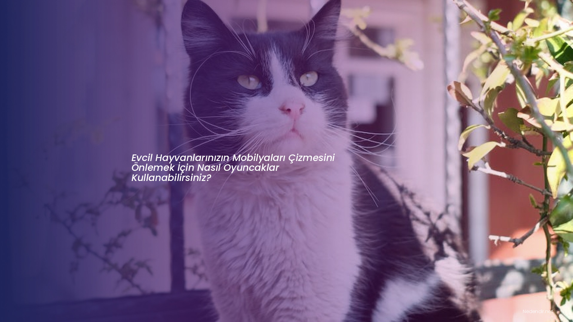Evcil Hayvanlarınızın Mobilyaları Çizmesini Önlemek İçin Nasıl Oyuncaklar Kullanabilirsiniz? Evcil Hayvanlarınızın Mobilyaları Çizmesini Önlemek İçin Nasıl Oyuncaklar Kullanabilirsiniz?