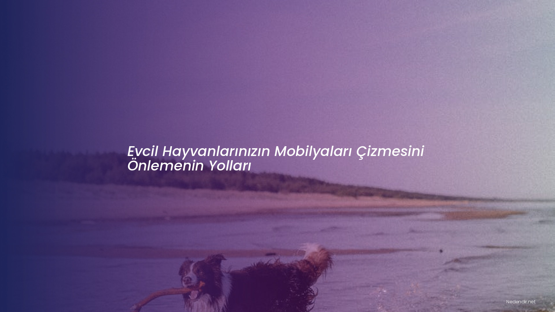 Evcil Hayvanlarınızın Mobilyaları Çizmesini Önlemenin Yolları Evcil Hayvanlarınızın Mobilyaları Çizmesini Önlemenin Yolları