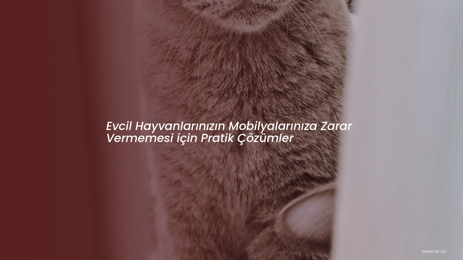 Evcil Hayvanlarınızın Mobilyalarınıza Zarar Vermemesi için Pratik Çözümler Evcil Hayvanlarınızın Mobilyalarınıza Zarar Vermemesi için Pratik Çözümler